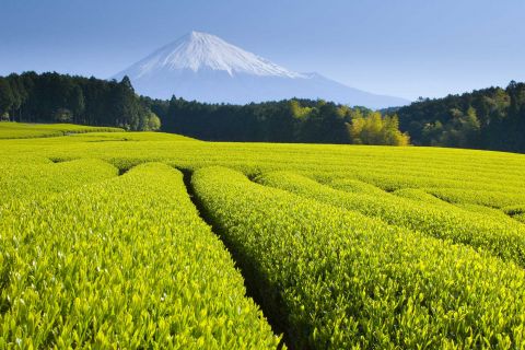 Četiri godišnja doba za branje japanskih čajeva